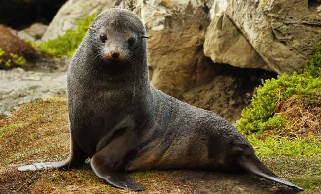 Si les bébés otaries sont curieux et semblent inoffensifs, ils peuvent néanmoins mordre. De plus, les parents peuvent ne pas apprécier que l'on approche de leur progéniture... Gardez vos distances !