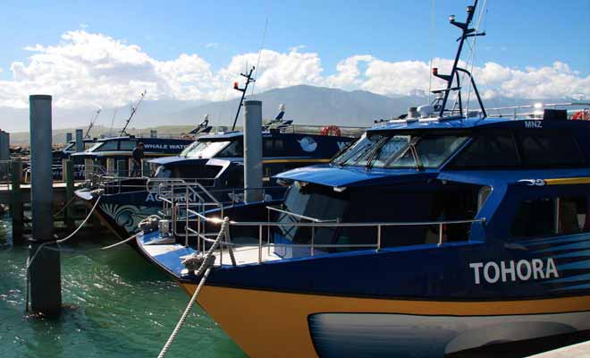 Le point d'embarquement des excursions pour admirer les baleines se situe au port de Kaikoura.