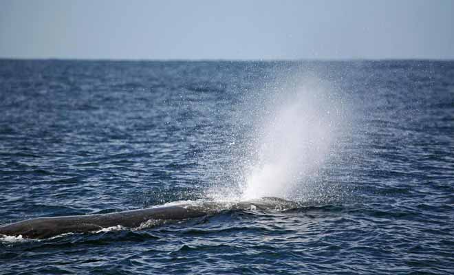 Même si une baleine est un mammifère capable de rester en apnée plus de deux heures, il lui faut remonter à la surface pour vider ses poumons.
