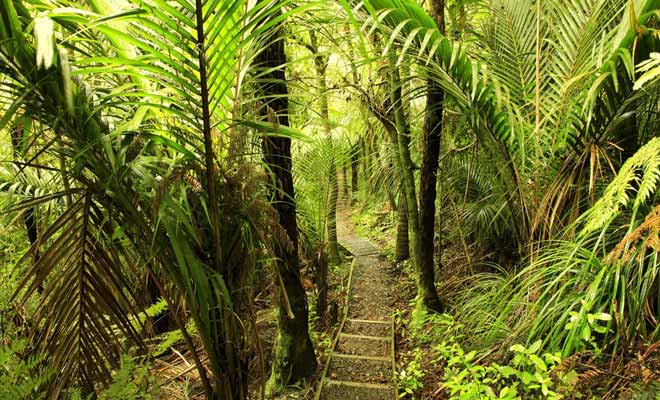 La cascade d'Ohau Stream est à quelques kilomètres du village. Une courte balade de dix minutes en forêt et vous êtes arrivé !