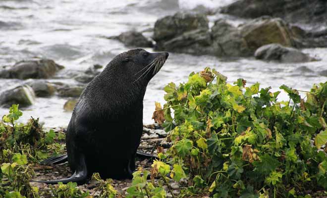 Vous ne pouvez pas manquer les otaries à fourrure en suivant la balade qui fait le tour de la péninsule. Elles sont présentes dès le parking où elles empêchent parfois les automobilistes de reprendre la route (elles font la sieste où bon leur semble).