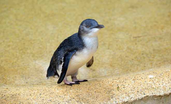 Le terme anglais est trompeur, car les blue penguins sont en réalité des manchots.