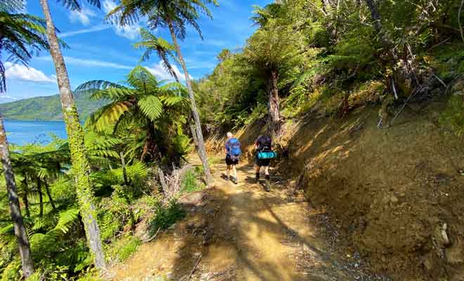 Le climat subtropical des Marlborough Sounds favorise une végétation dense où se mêlent rimus et palmiers nikaus.