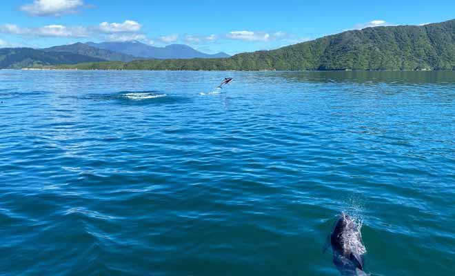 Quatre variétés de dauphins nagent dans les Marlborough Sounds, et l'on peut même apercevoir des orques.