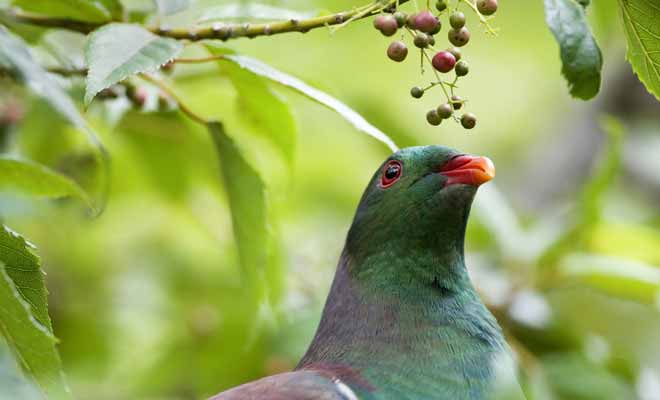 Le kereru est un pigeon d'autant plus gros qu'il n'a pas de prédateurs dans la chaîne alimentaire.