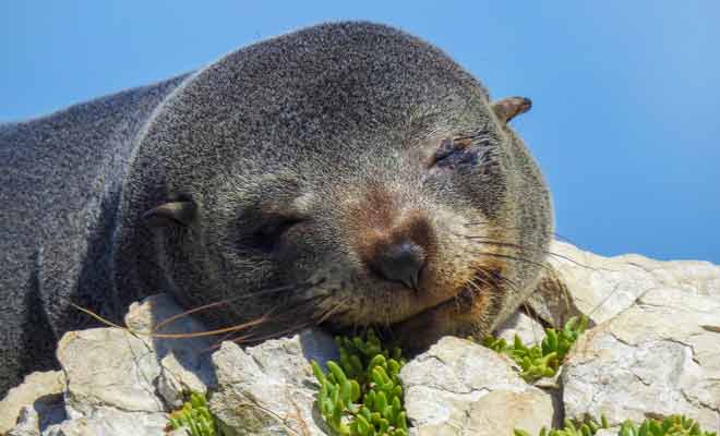 Le kayak est la solution parfaite pour approcher des otaries sans les déranger pour autant.