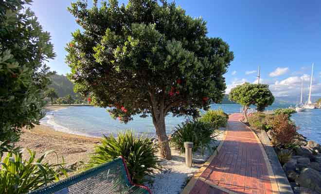 Pohutukawas en fleur près de la plage de Picton.