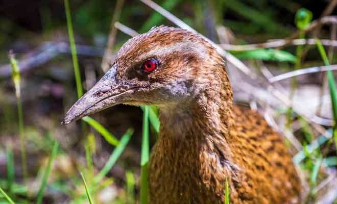 Ne nourrissez pas le weka, car c'est un animal sauvage dont la survie sera menacée s'il perd l'habitude de s’alimenter par ses propres moyens.