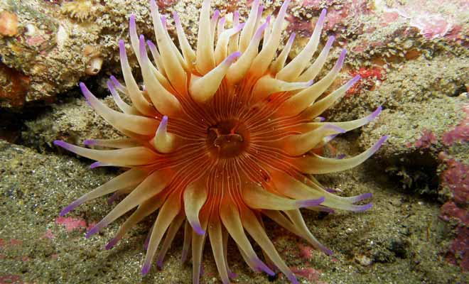 La riche vie aquatique et la beauté des paysages sous-marins sont les deux principales raisons qui devraient vous pousser à pratiquer la plongée sous-marine en Nouvelle-Zélande.