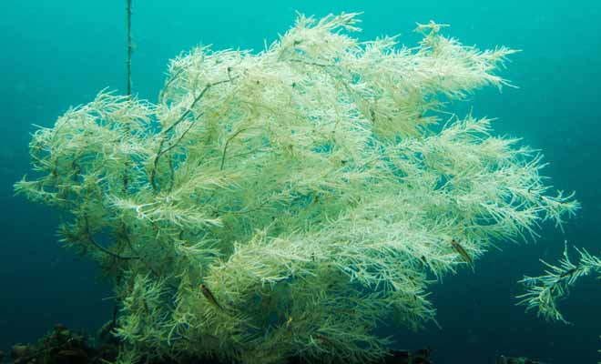 La superposition d'une couche d'eau douce déposée par la pluie et de l'eau de mer permet au corail noir de pousser à faible profondeur. Ce qui permet même aux plongeurs débutants de contempler un spectacle d'une beauté rare.
