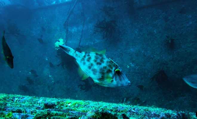 Parce qu'ils ont lu les aventures de Tintin en étant petits, les adultes rêvent souvent de plonger pour explorer des épaves. Vous ne trouverez pas de trésors dans les épaves de Nouvelle-Zélande, mais de nombreux poissons qui en ont fait leur habitat naturel.