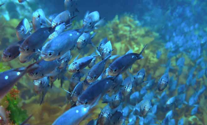 S'il n'y a pas de poissons tropicaux en Nouvelle-Zélande comme l'on peut en trouver en Australie, la vie aquatique n'en est pas moins d'une incroyable richesse et d'une grande beauté, comme l'attestent ces bancs de maomaos que vous pourrez admirer en faisant de la plongée sous-marine.
