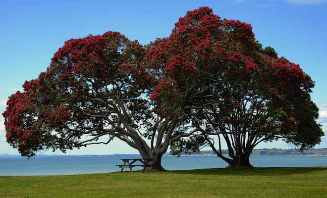 Le pohutukawa se couvre de fleurs rouges au début de l'été. Comme cette saison coïncide avec les fêtes de fin d'année, on l'appelle l'arbre de Noël.