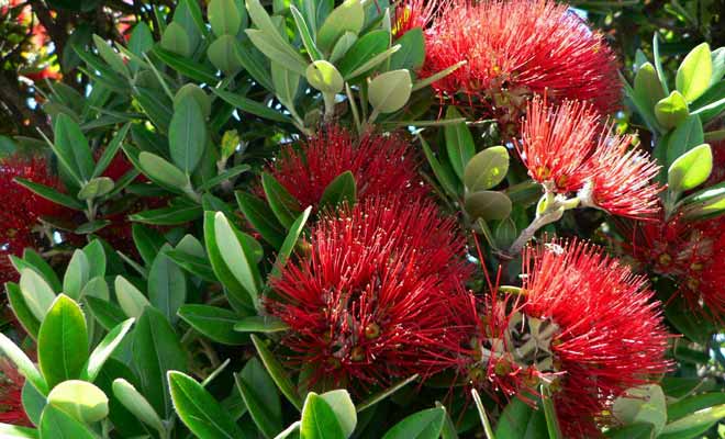 Le pohutukawa doit son surnom d'arbre de Noël parce qu'il se couvre de fleurs rouges durant les fêtes de fin d'année.