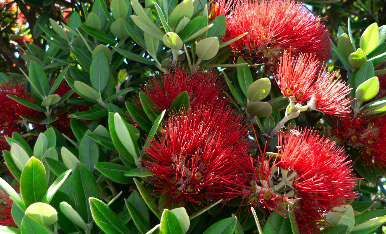 Le pohutukawa doit son surnom d'arbre de Noël parce qu'il se couvre de fleurs rouges durant les fêtes de fin d'année.