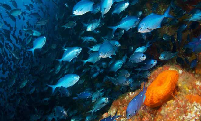Le commandant Cousteau avait classé les Poor Knight Islands dans son classement des plus beaux sites de plongée au monde.