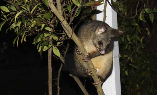 Le possum est plus efficace qu'une tronçonneuse quand il s'agit d'abattre un arbre, car la végétation de Nouvelle-Zélande est littéralement dévastée par ce petit rongeur.