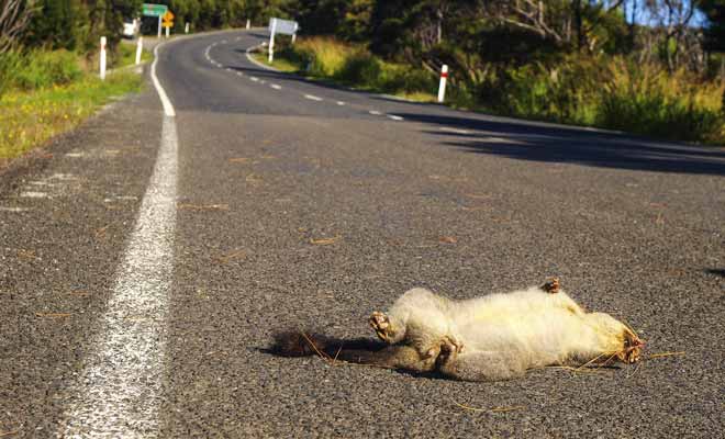 Difficile d'aimer les possums quand on constate les ravages qu'ils font subir aux forêts du pays. Ajoutez à cela le fait que ce rongeur transmet des maladies graves comme la rage au bétail, et vous comprendrez pourquoi les Néo-Zélandais sont en guerre contre le possum.