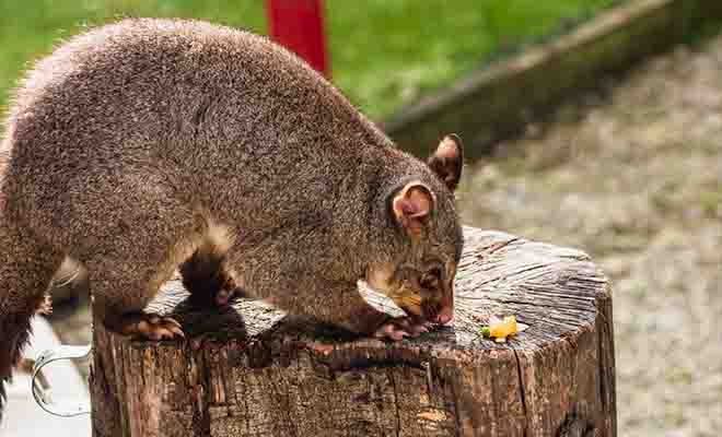 La biosécurité a été instaurée pour protéger l'écosystème du pays contre les nuisibles comme le possum.