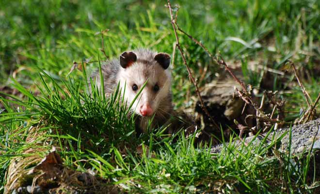 Parce qu'il transmet des maladies au bétail et ravage la végétation, le gouvernement néo-zélandais mène des campagnes pour exterminer les possums du pays.