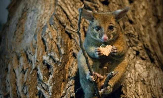 Il est interdit de nourrir les possums. Ne vous fiez pas à leur regard triste, ces nuisibles dévorent des hectares de végétation chaque nuit.