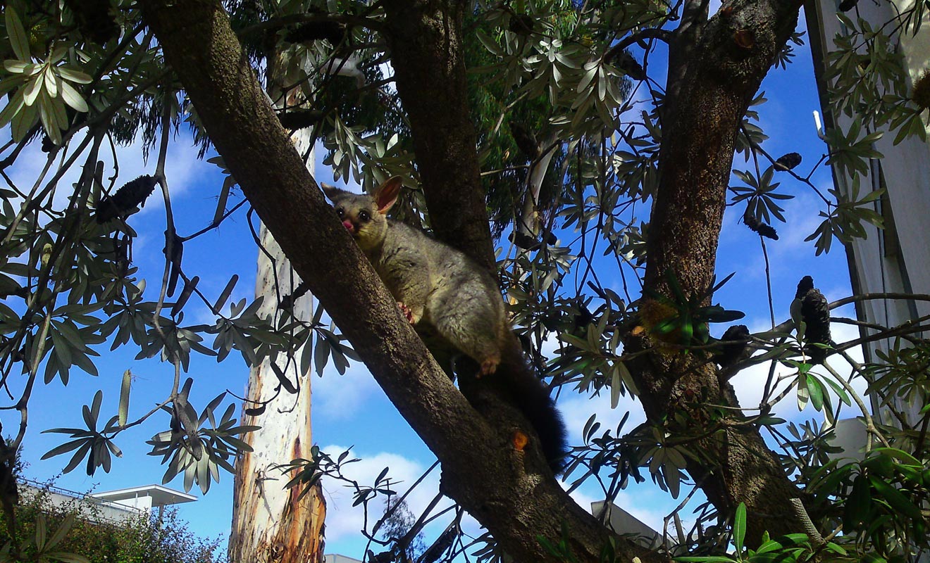 Le possum a été introduit en provenance d'Australie par les colons qui faisaient le commerce de sa fourrure. En liberté, cette créature a tôt fait de ravager les plantations et la végétation.