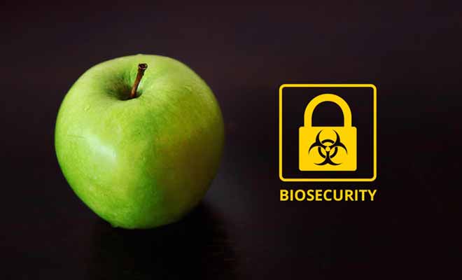 Une simple pomme oubliée dans un sac et les services de la biosécurité de l'aéroport vous octroieront une amende de 400 dollars !