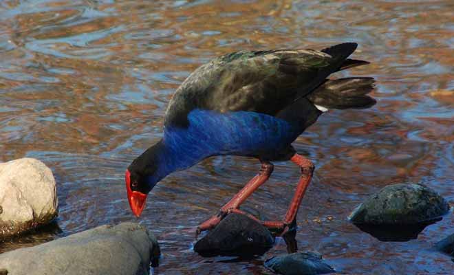 Le pukeko possède un plumage bleu vif et un bec rouge. C'est une espèce endémique de Nouvelle-Zélande.