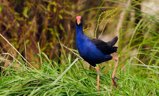 Le pukeko cherche souvent sa nourriture dans les marécages. Vous avez des chances de le croiser près du lac Matheson.