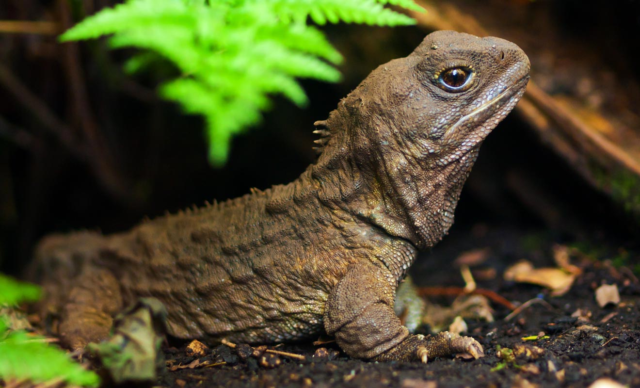 Le tuatura est une espèce restée inchangée depuis l'époque des dinosaures. Il est capable de retenir son souffle durant plus d'une heure pour chasser sa proie.
