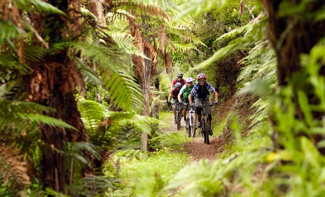 La forêt de Redwoods est dédiée en grande partie aux promenades en vélo, avec des pistes qui sont réservées aux cyclistes.