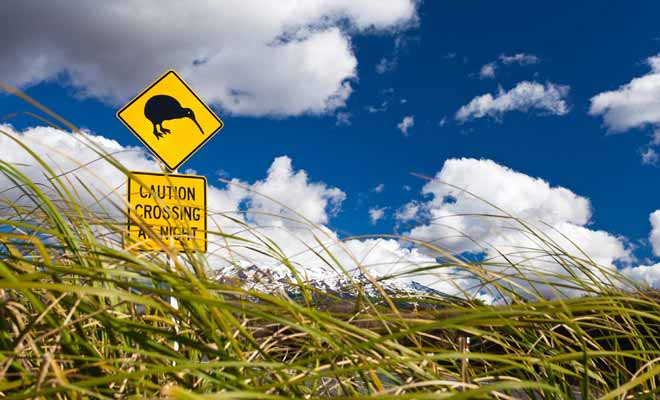Le trafic routier est assez faible en Nouvelle-Zélande et certaines régions ne voient passer qu'une voiture toutes les heures. Les animaux n'hésitent pas à traverser les routes, car ils ne se sentent pas en danger. Soyez donc prudents, surtout si un panneau vous signale un risque plus élevé.