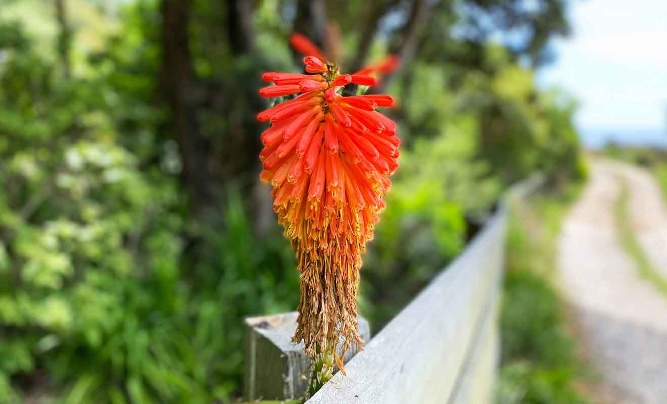 En plus d'être situé dans un cadre paradisiaque, le cottage est particulièrement fleuri.
