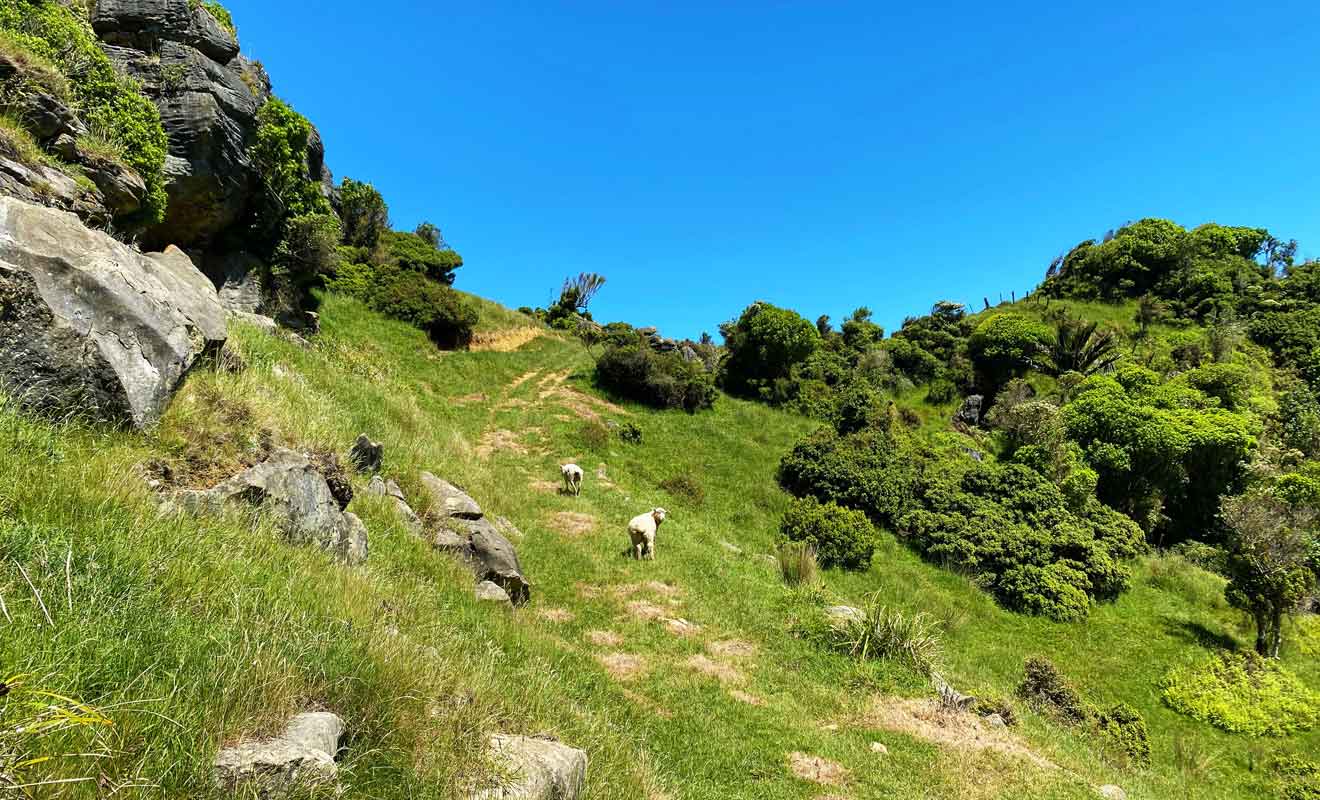 Te Hapu possède 1450 moutons et 140 têtes de bétail.