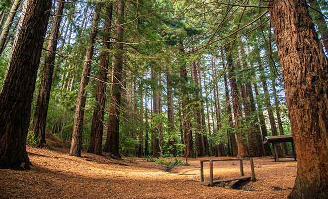 Les giant coastal redwoods ont été plantés en 1927.