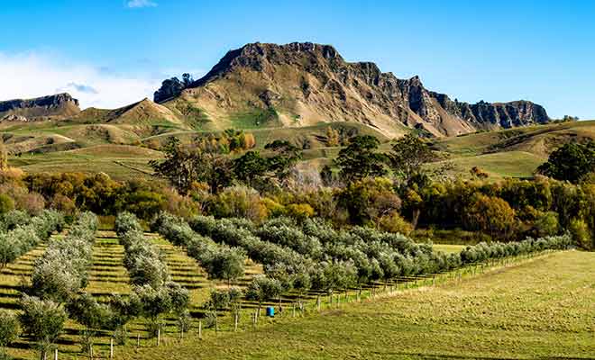 Dans la légende maorie, les collines représentent le corps de Te Mata.