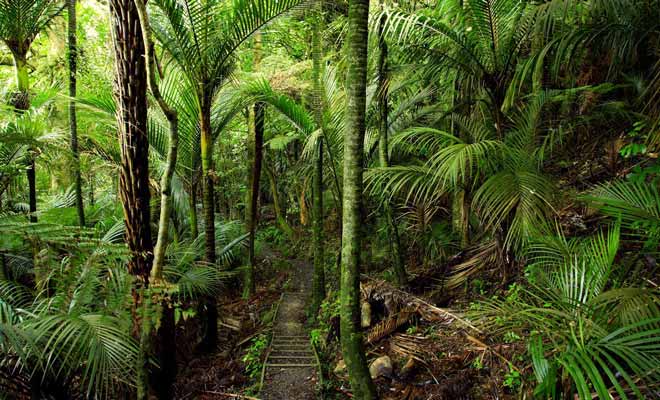 La traversée de la forêt constitue la dernière étape. Ce devrait être la plus agréable, car la fraicheur apaise après une journée de marche exposée au soleil. Mais la fatigue accumulée dans les mollets empêche généralement d'en profiter à 100%.