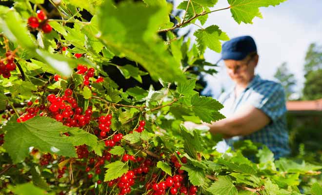Pour passer d'une exploitation agricole à l'autre, les travailleurs saisonniers empruntent souvent le bus. Des cartes de fidélité permettent de cumuler des points pour décrocher des réductions.