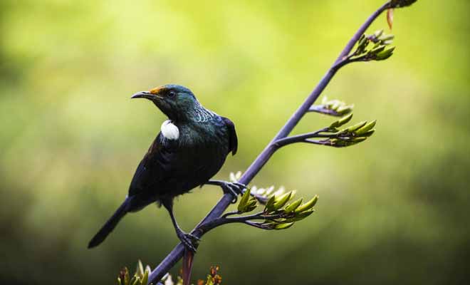 Bien qu'il ne soit pas un perroquet, le tui est capable d'imiter la voix humaine. Les Maoris lui apprenaient à répéter des phrases ou des chansons.