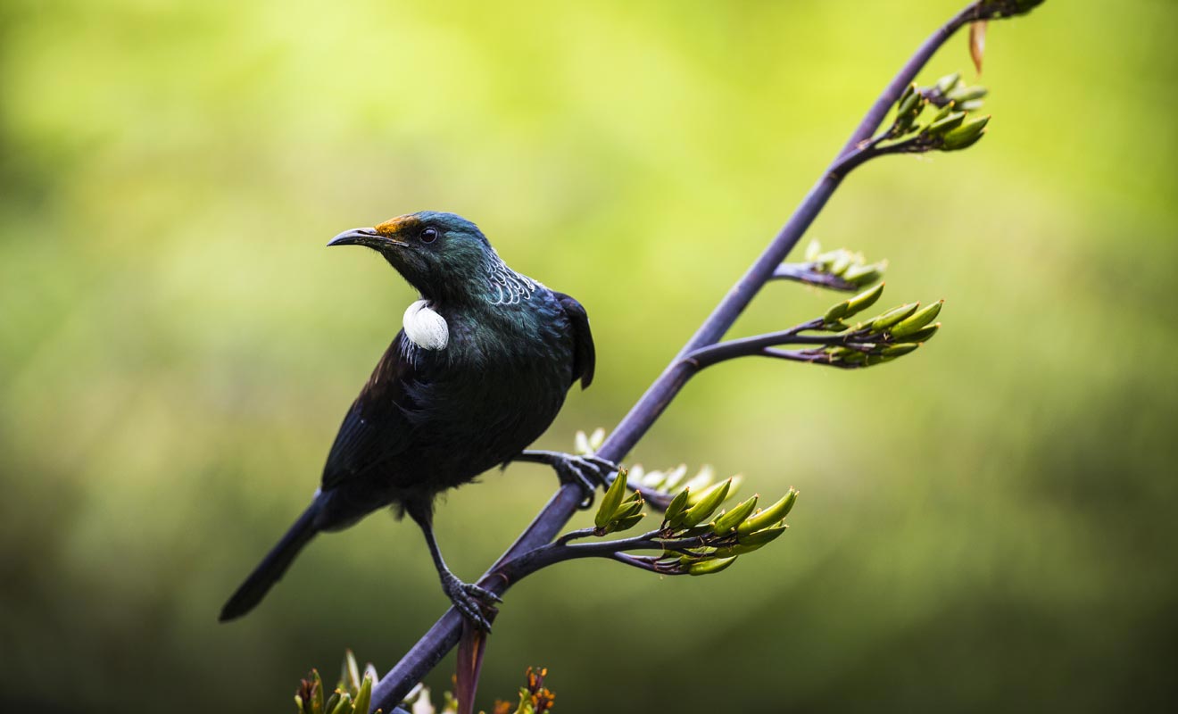 Bien qu'il ne soit pas un perroquet, le tui est capable d'imiter la voix humaine. Les Maoris lui apprenaient à répéter des phrases ou des chansons.