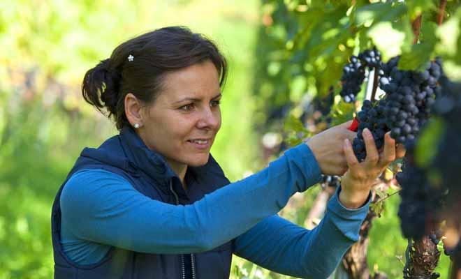Amusante dans un premier temps, la cueillette des fruits ou les vendanges s'avèrent être des activités assez fatigantes. Les courbatures sont de règles durant les premiers jours.