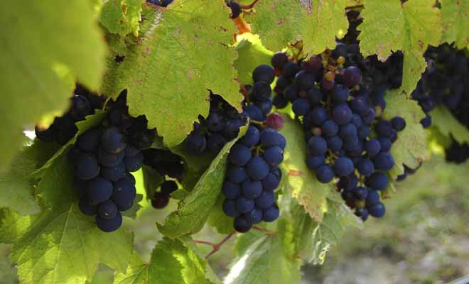 Les vignobles du Waikato bénéficient d'un bel ensoleillement et d'un climat doux toute l'année.