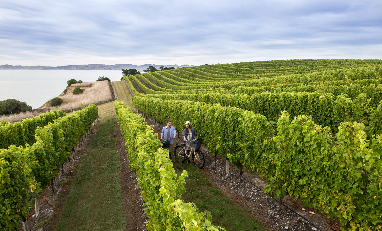 Si l'on trouve des vignobles sur les deux îles du pays, la qualité des vins produits varie surtout en fonction du climat. L'Île de Jade semble avantagée et donne les meilleurs sauvignons blancs et pinots noirs.