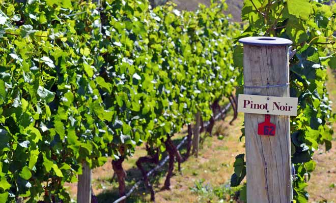 La région de l'Otago donne d'excellents vins grâce à son climat sec et ensoleillé, mais surtout grâce à la richesse de sa terre.