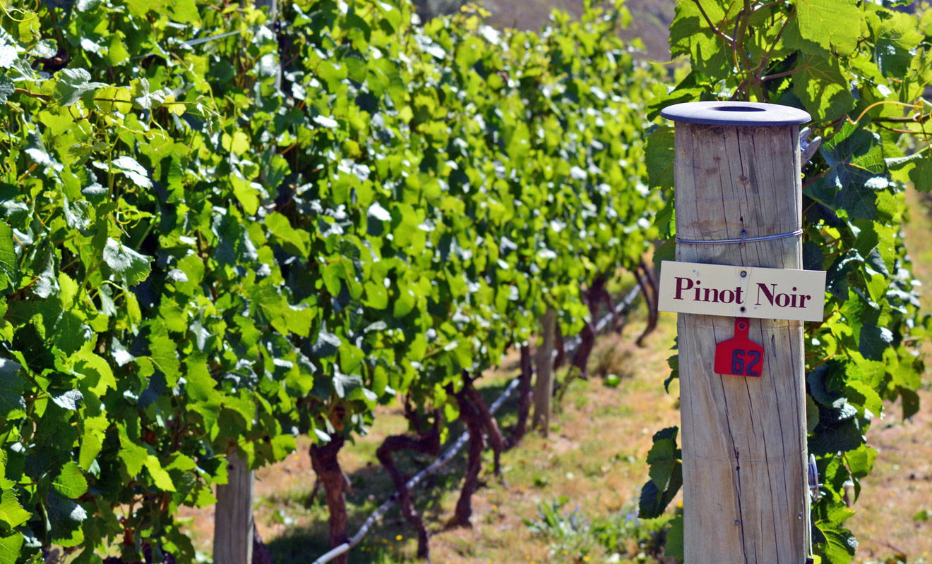 La région de l'Otago donne d'excellents vins grâce à son climat sec et ensoleillé, mais surtout grâce à la richesse de sa terre.