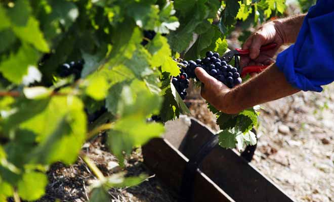 Contrairement à la tradition séculaire qui veut que le vigneron garde jalousement ses secrets, les producteurs néo-zélandais ont mis leurs savoir-faire en commun. Le résultat a largement dépassé leurs attentes.