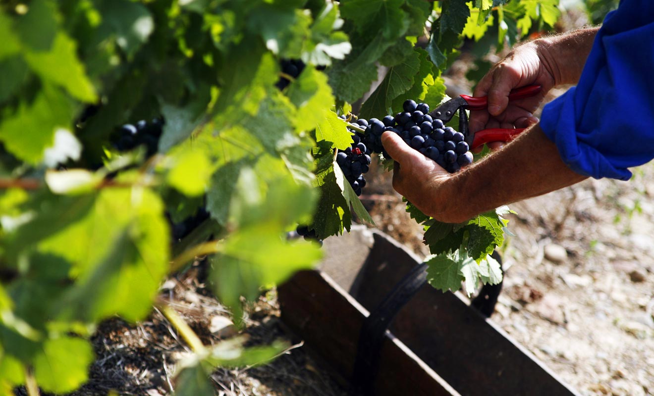 Contrairement à la tradition séculaire qui veut que le vigneron garde jalousement ses secrets, les producteurs néo-zélandais ont mis leurs savoir-faire en commun. Le résultat a largement dépassé leurs attentes.