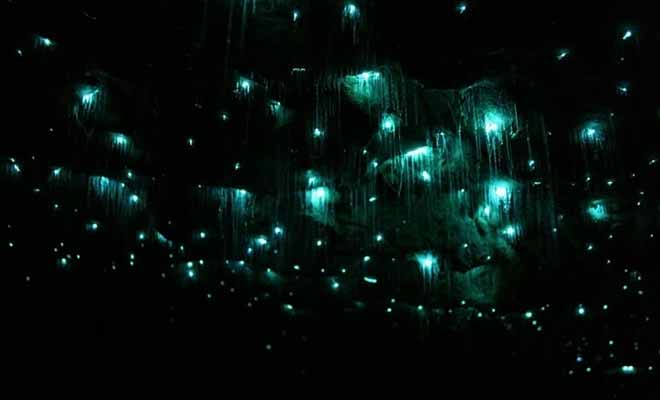 On estime qu'il y a plusieurs millions de vers luisants dans les grottes de Waitomo. Je vous laisse recompter lors de votre prochaine visite...