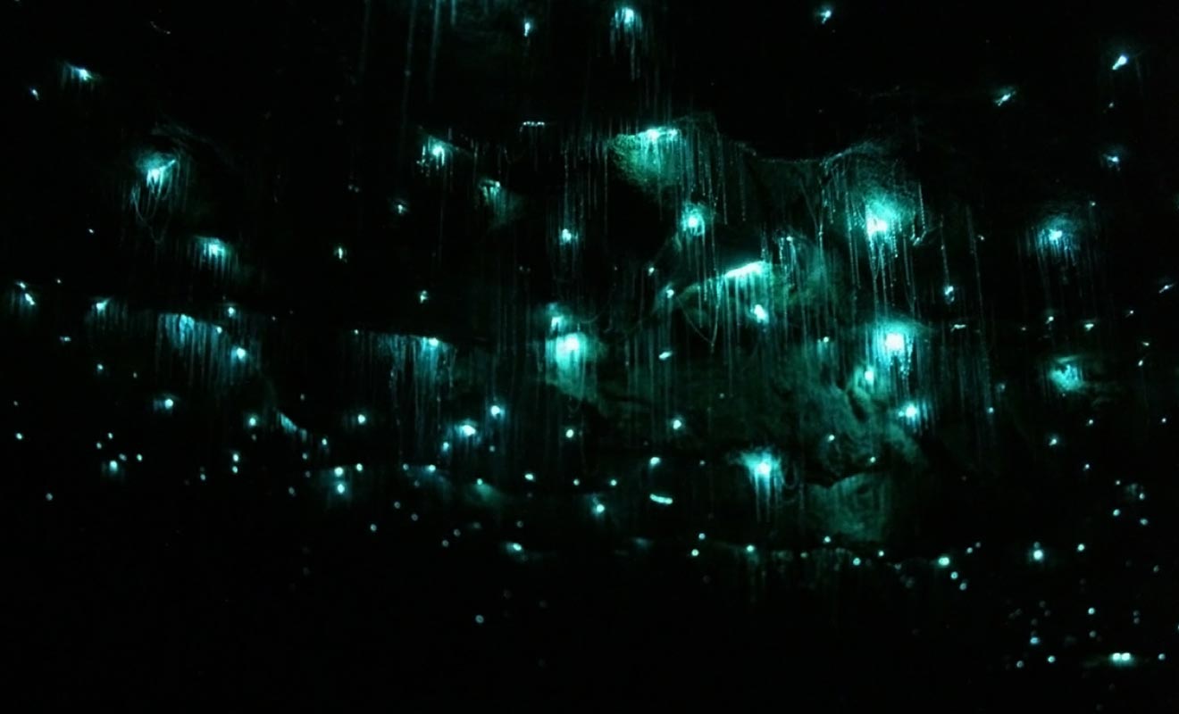 On estime qu'il y a plusieurs millions de vers luisants dans les grottes de Waitomo. Je vous laisse recompter lors de votre prochaine visite...