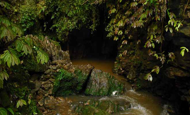 La rivière de Ruakuri disparait sous terre où elle traverse des grottes avant de revenir à la surface.